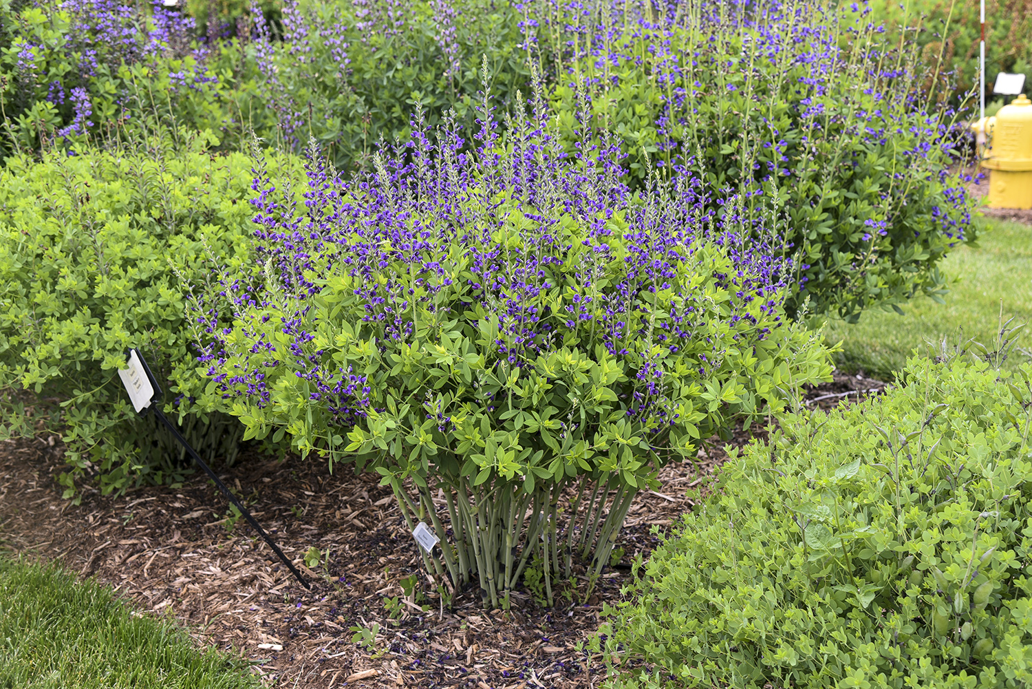 Baptisia